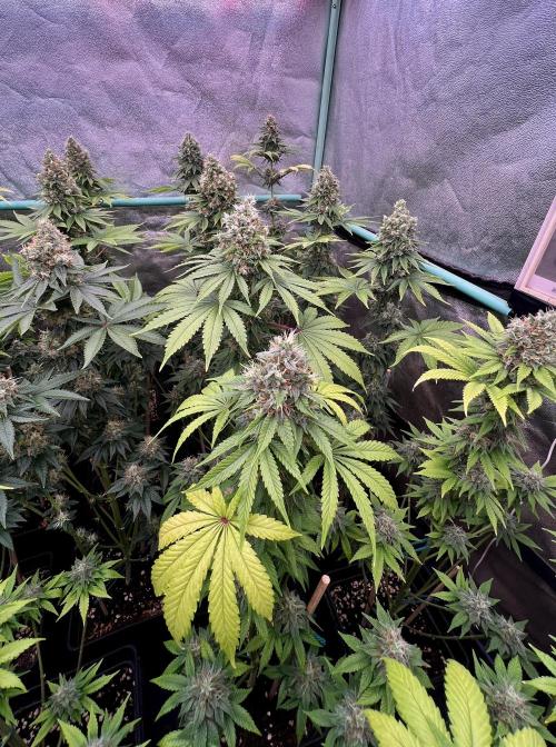 Bubblegun. Week 8