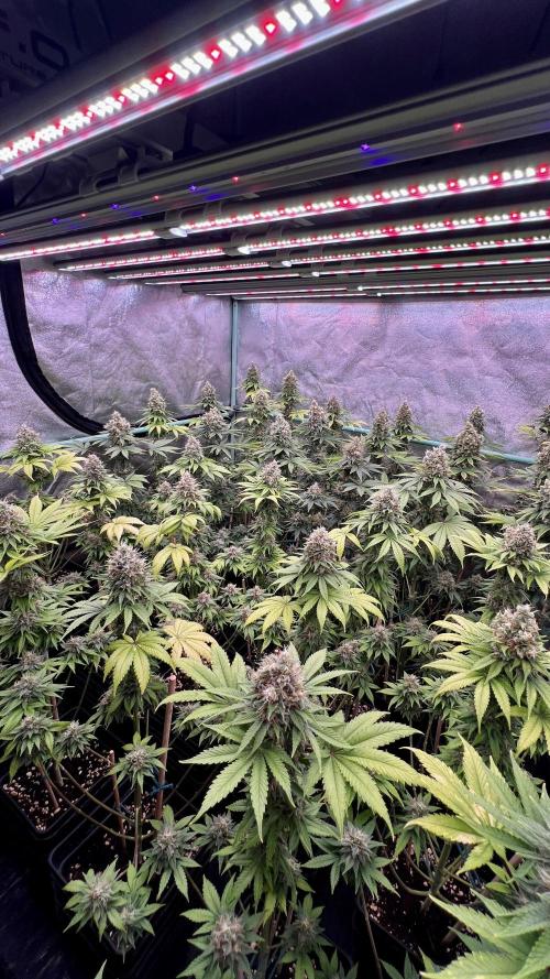 Bubblegun. Week 8
