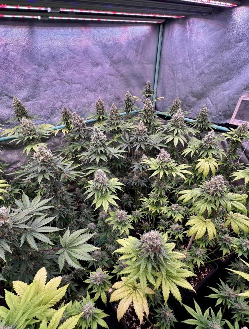 Bubblegun. Week 8