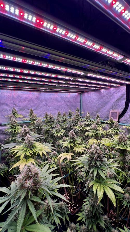 Bubblegun. Week 8