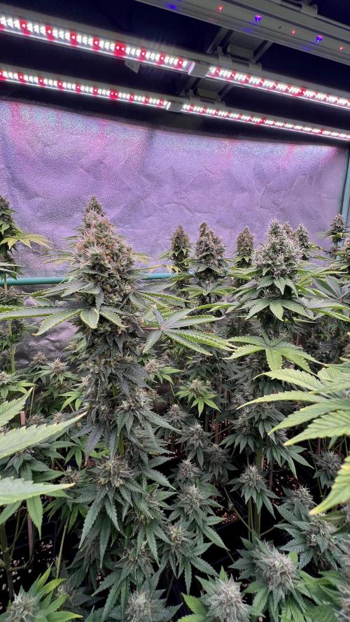 Bubblegun. Week 8