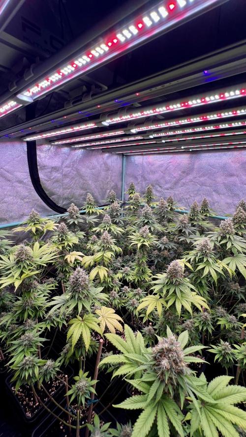 Bubblegun. Week 8