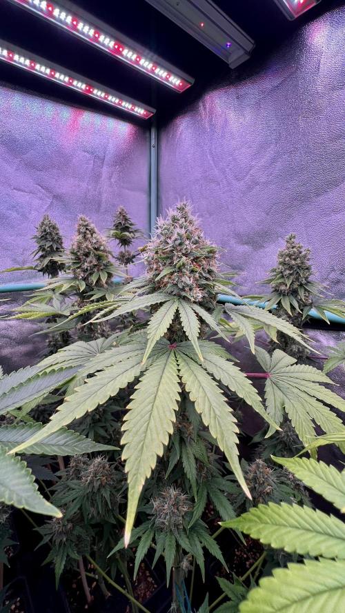 Bubblegun. Week 8