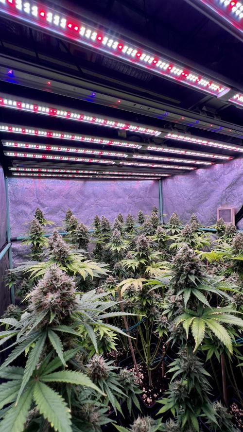 Bubblegun. Week 8