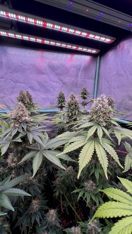 Bubblegun. Week 8
