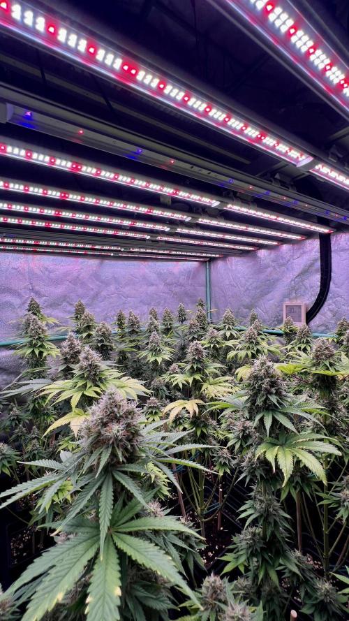 Bubblegun. Week 8