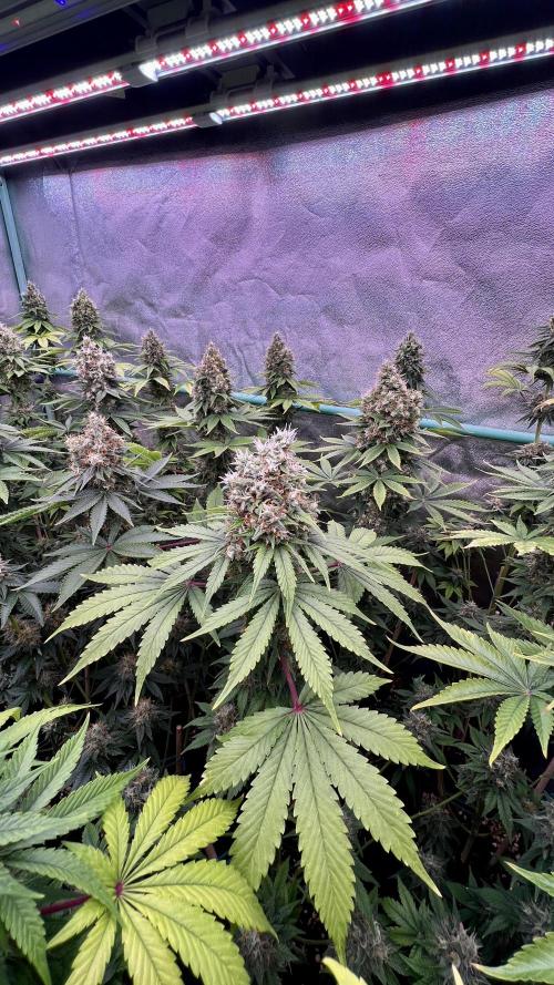Bubblegun. Week 8