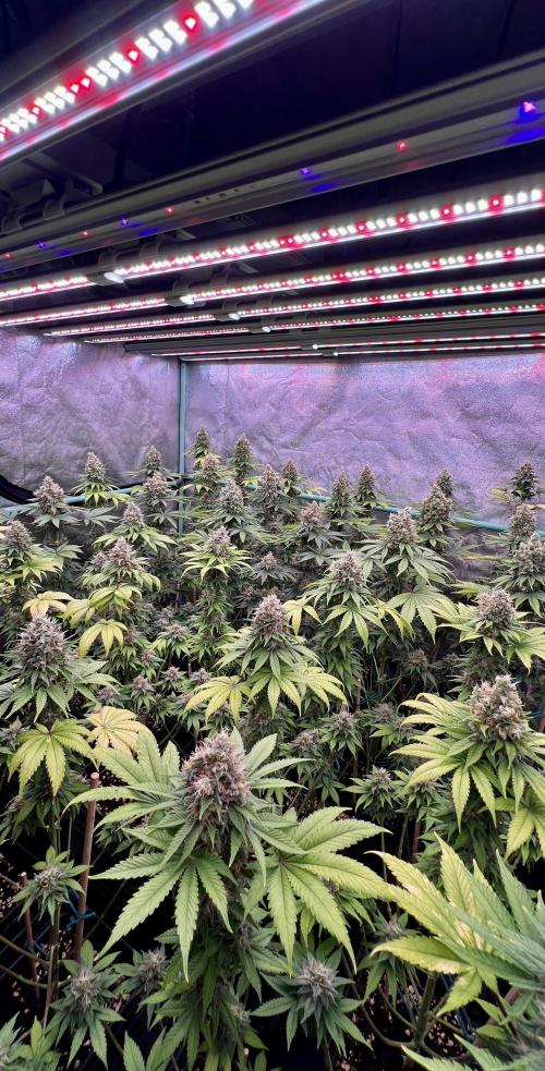Bubblegun. Week 8
