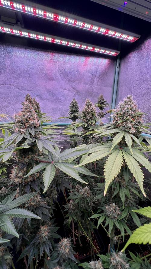 Bubblegun. Week 8