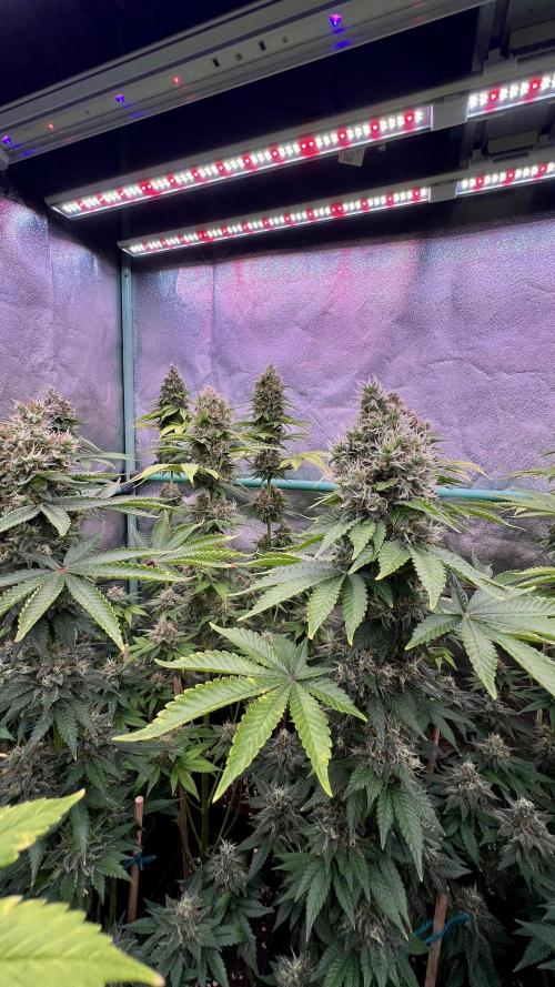 Bubblegun. Week 8