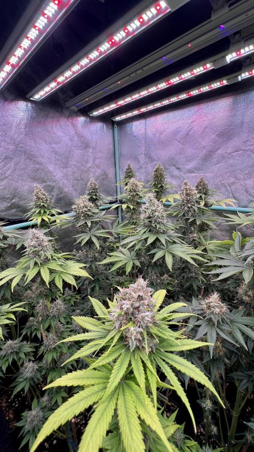 Bubblegun. Week 8