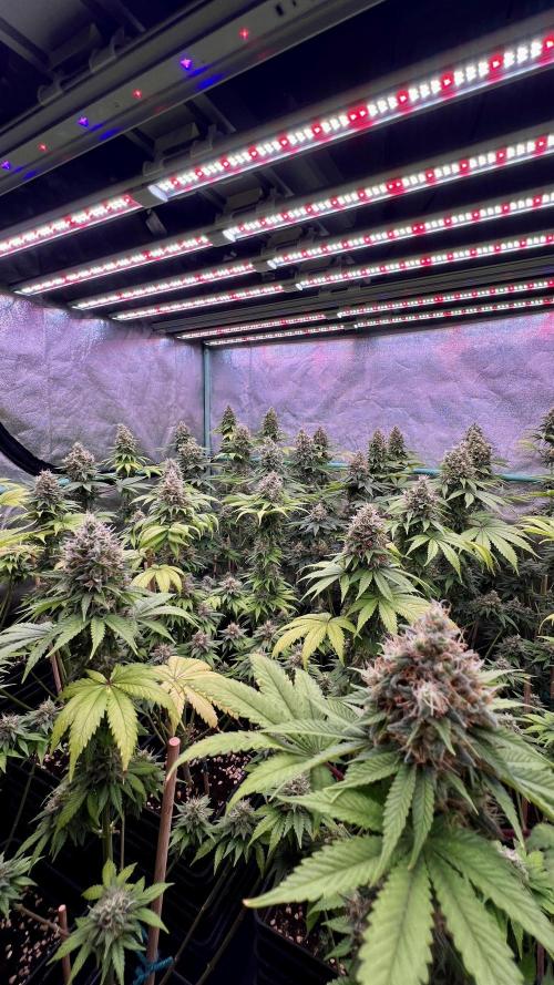Bubblegun. Week 8