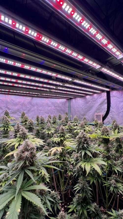 Bubblegun. Week 8