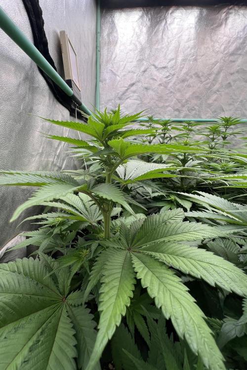 Green Crack. Week 5