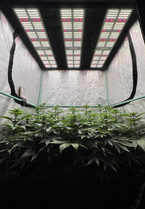 Green Crack. Week 5