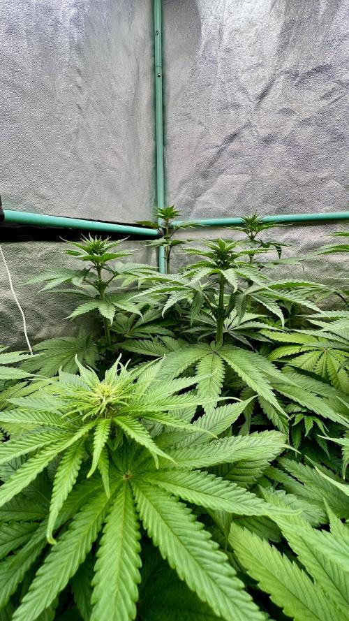 Green Crack. Week 5