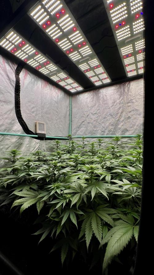Green Crack. Week 5
