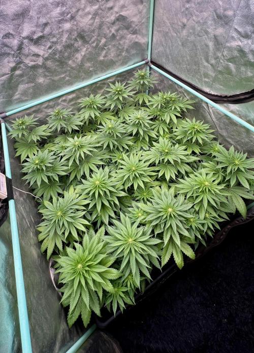 Green Crack. Week 5