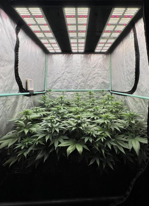 Green Crack. Week 5