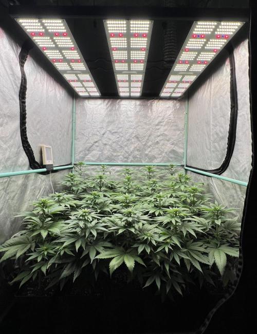 Green Crack. Week 5