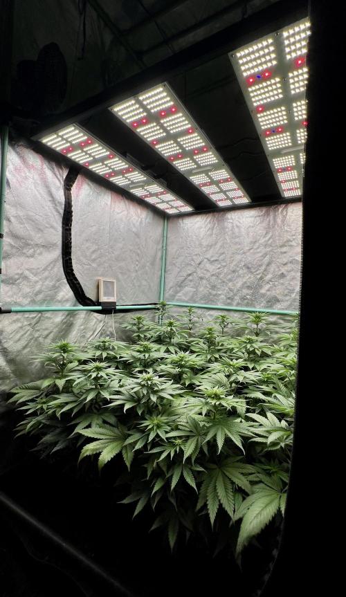 Green Crack. Week 5