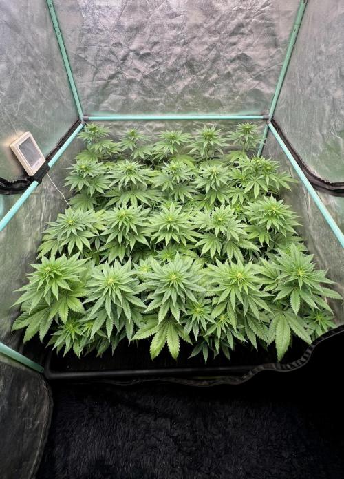 Green Crack. Week 5