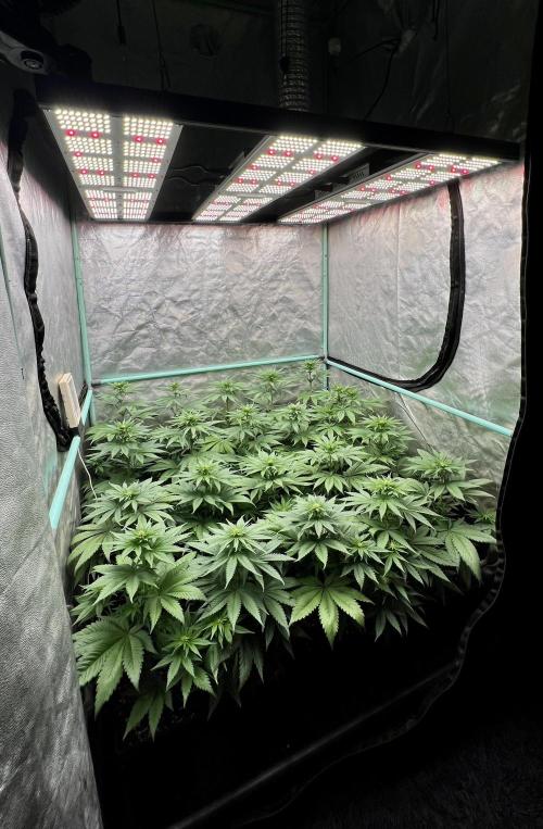 Green Crack. Week 5