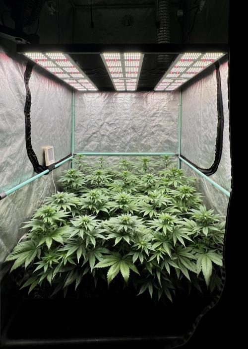 Green Crack. Week 5