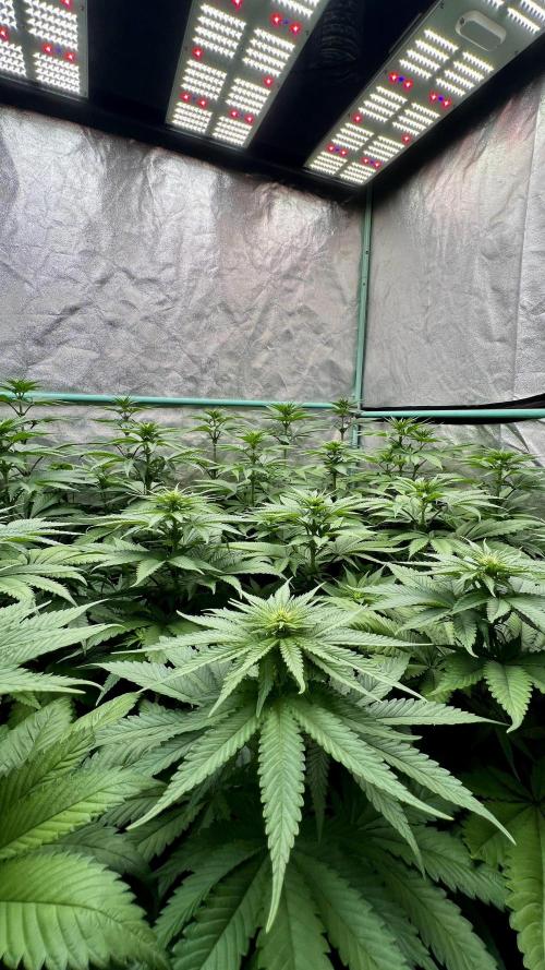 Green Crack. Week 5