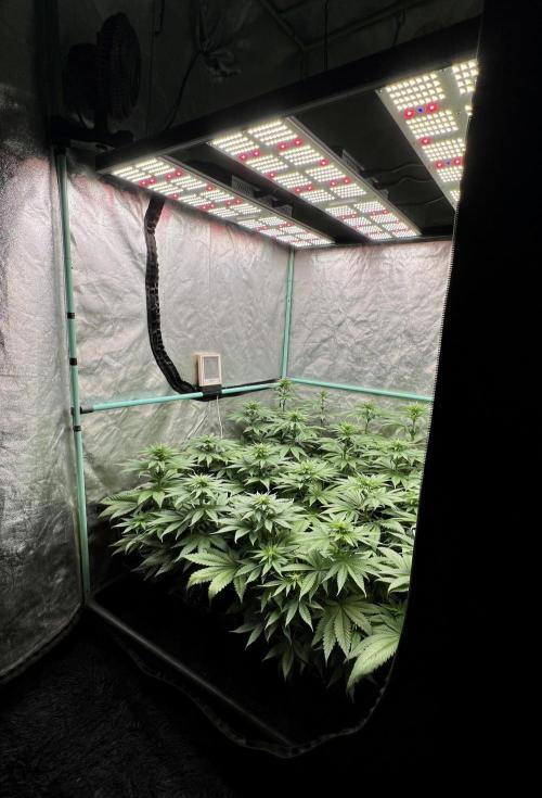 Green Crack. Week 5