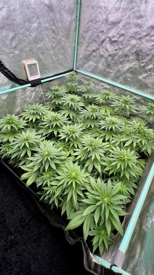 Green Crack. Week 5