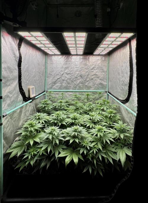 Green Crack. Week 5