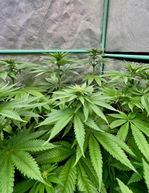 Green Crack. Week 5