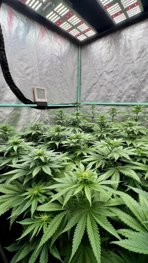 Green Crack. Week 5