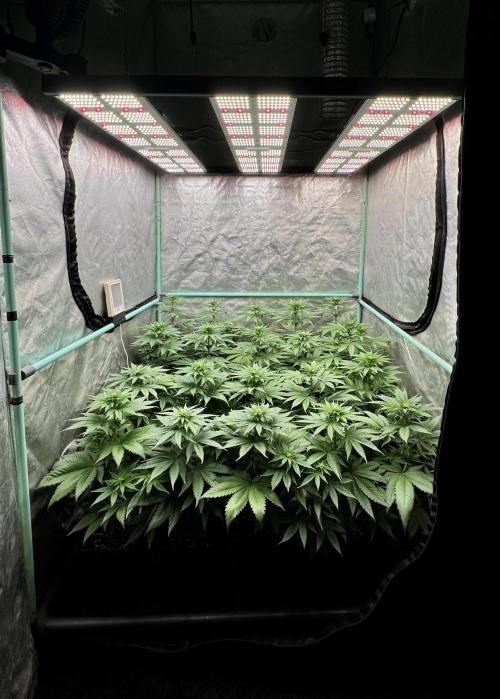 Green Crack. Week 5