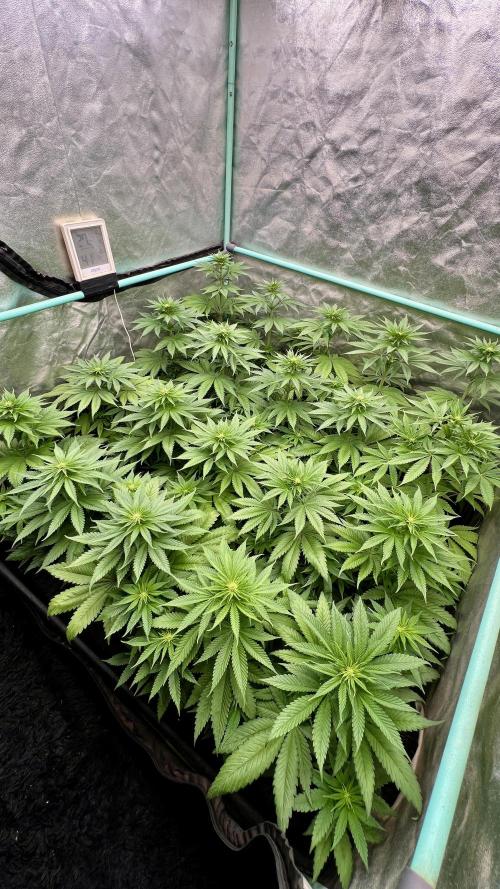 Green Crack. Week 5