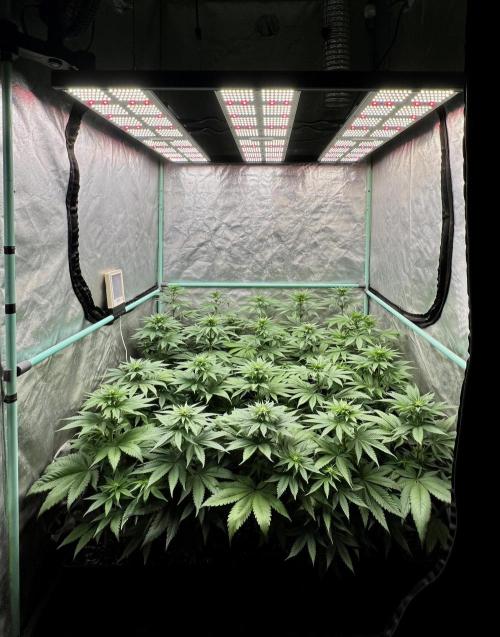 Green Crack. Week 5