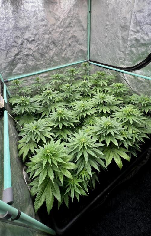 Green Crack. Week 5