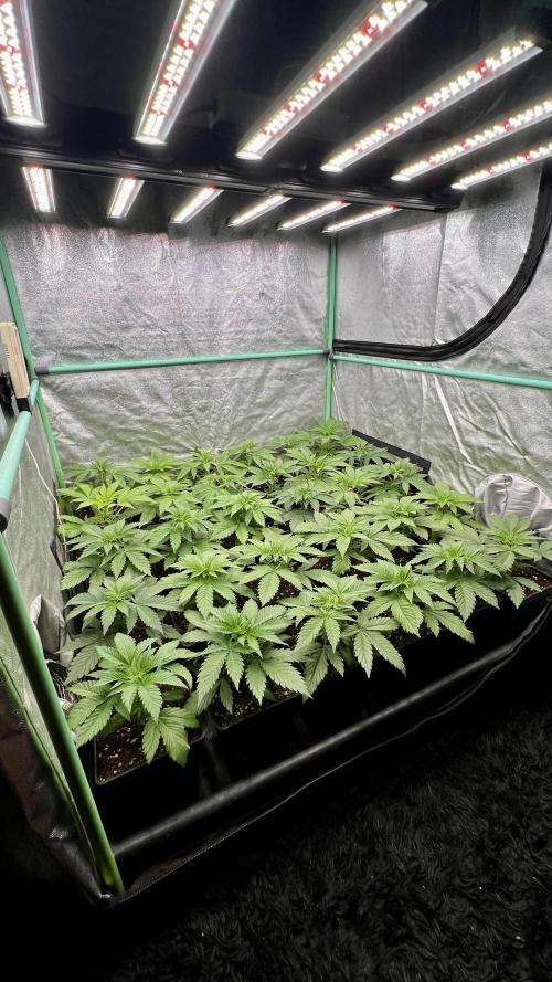 Apple Fritter. Week 3