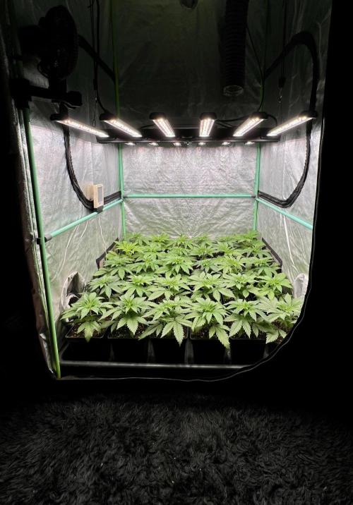 Apple Fritter. Week 3