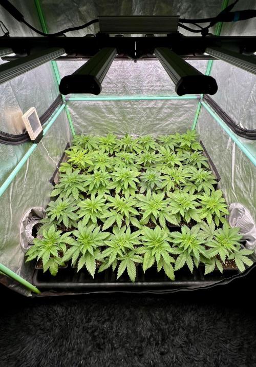 Apple Fritter. Week 3