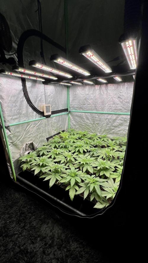 Apple Fritter. Week 3