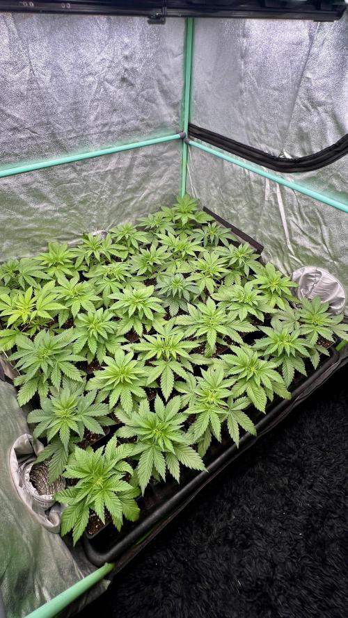 Apple Fritter. Week 3