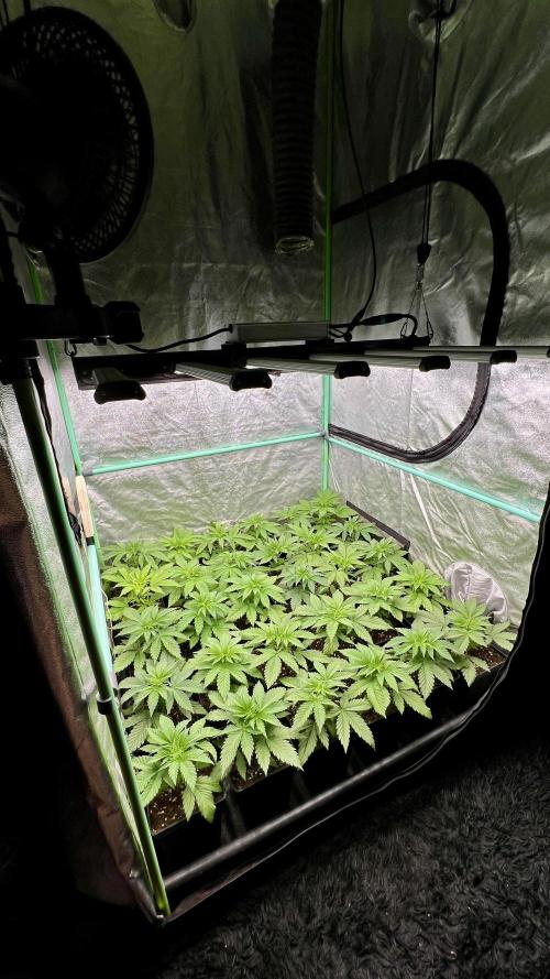 Apple Fritter. Week 3