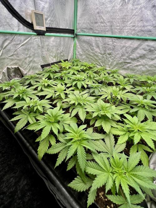 Apple Fritter. Week 3
