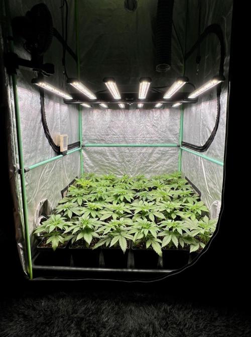 Apple Fritter. Week 3
