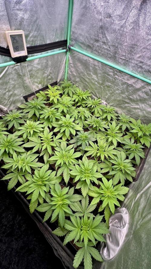 Apple Fritter. Week 3