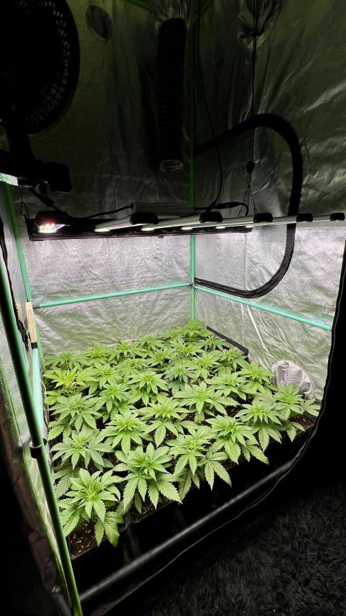 Apple Fritter. Week 3