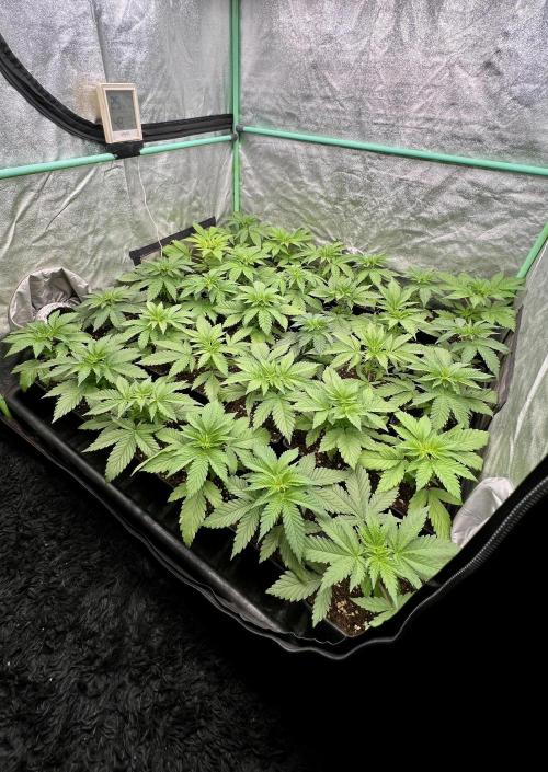 Apple Fritter. Week 3