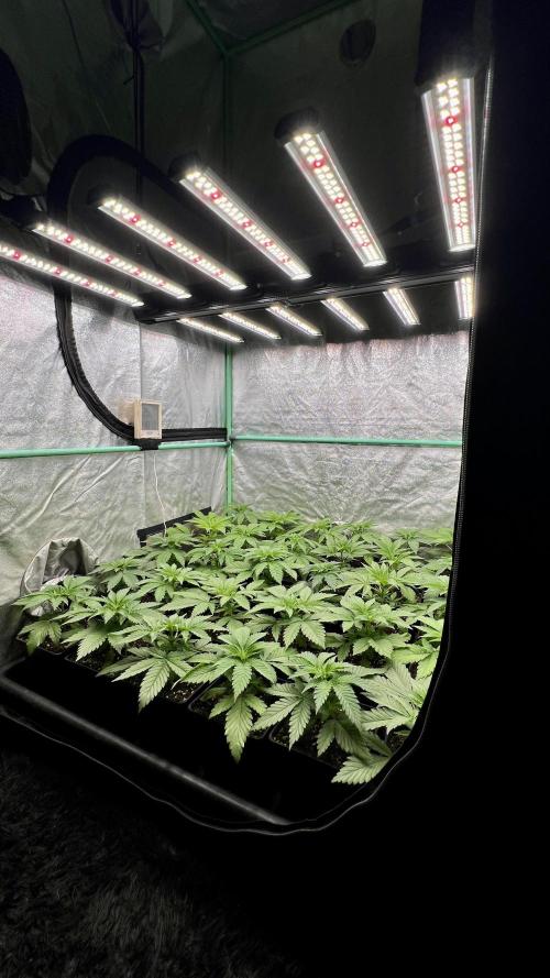 Apple Fritter. Week 3